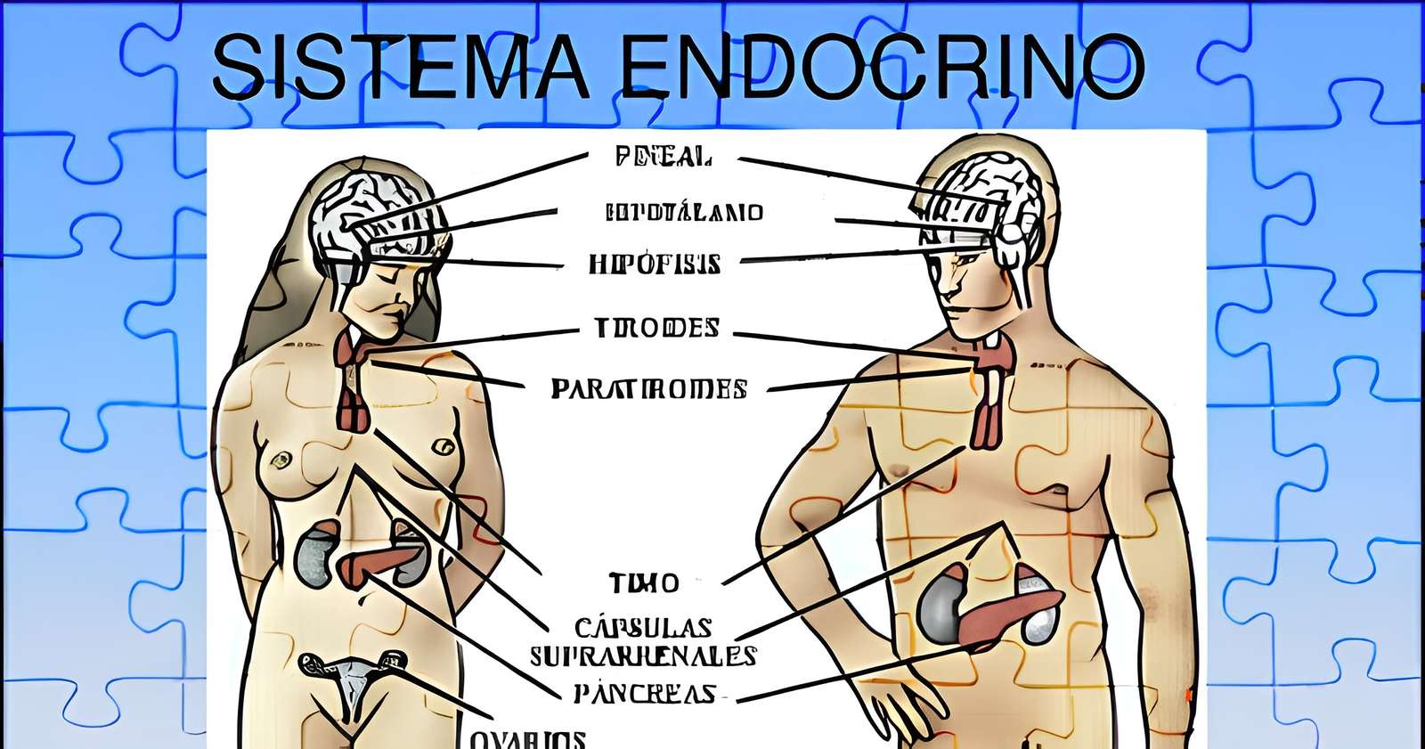 System Endocrino pussel på nätet