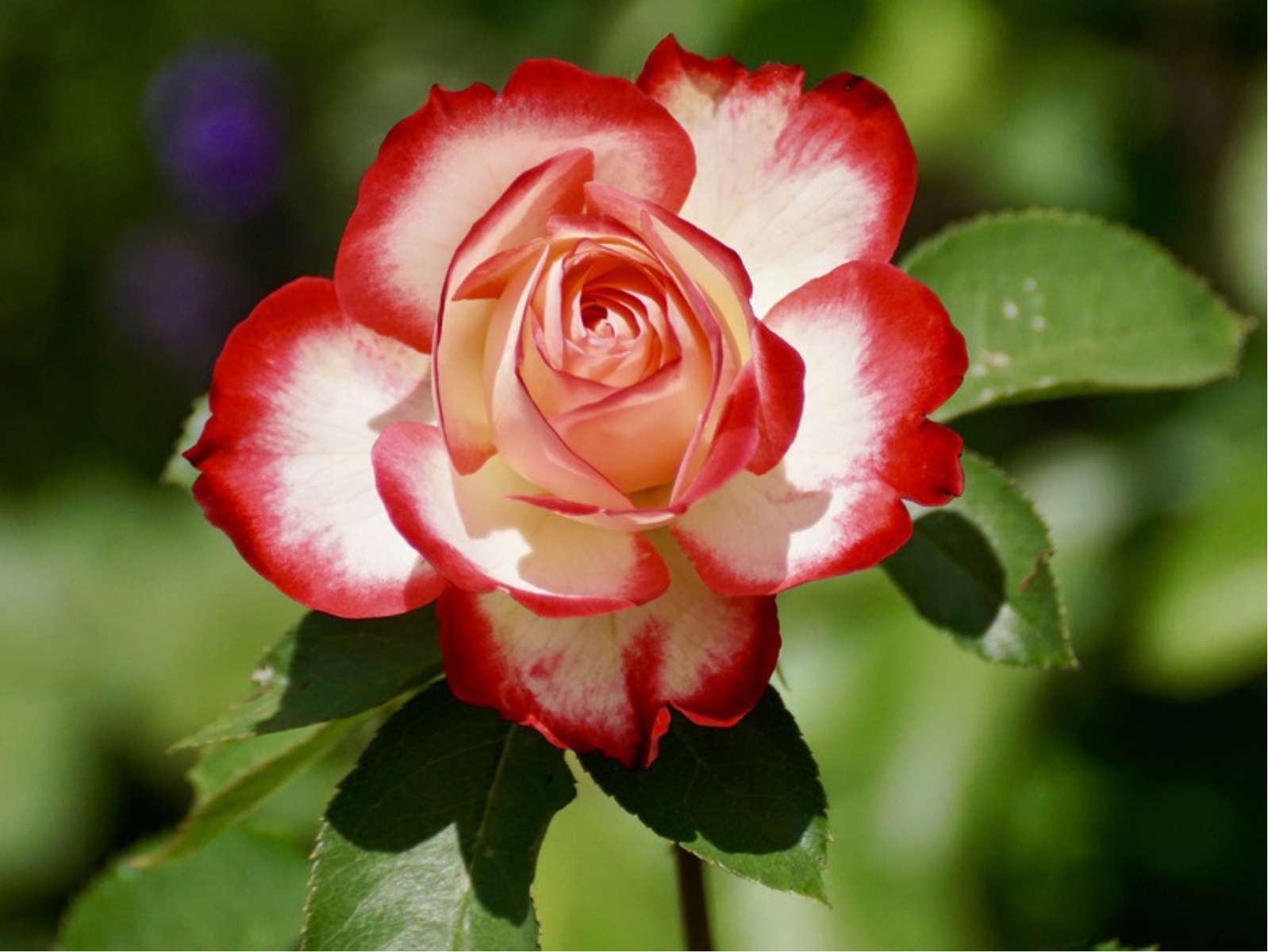 nejkrásnější květina skládačky online