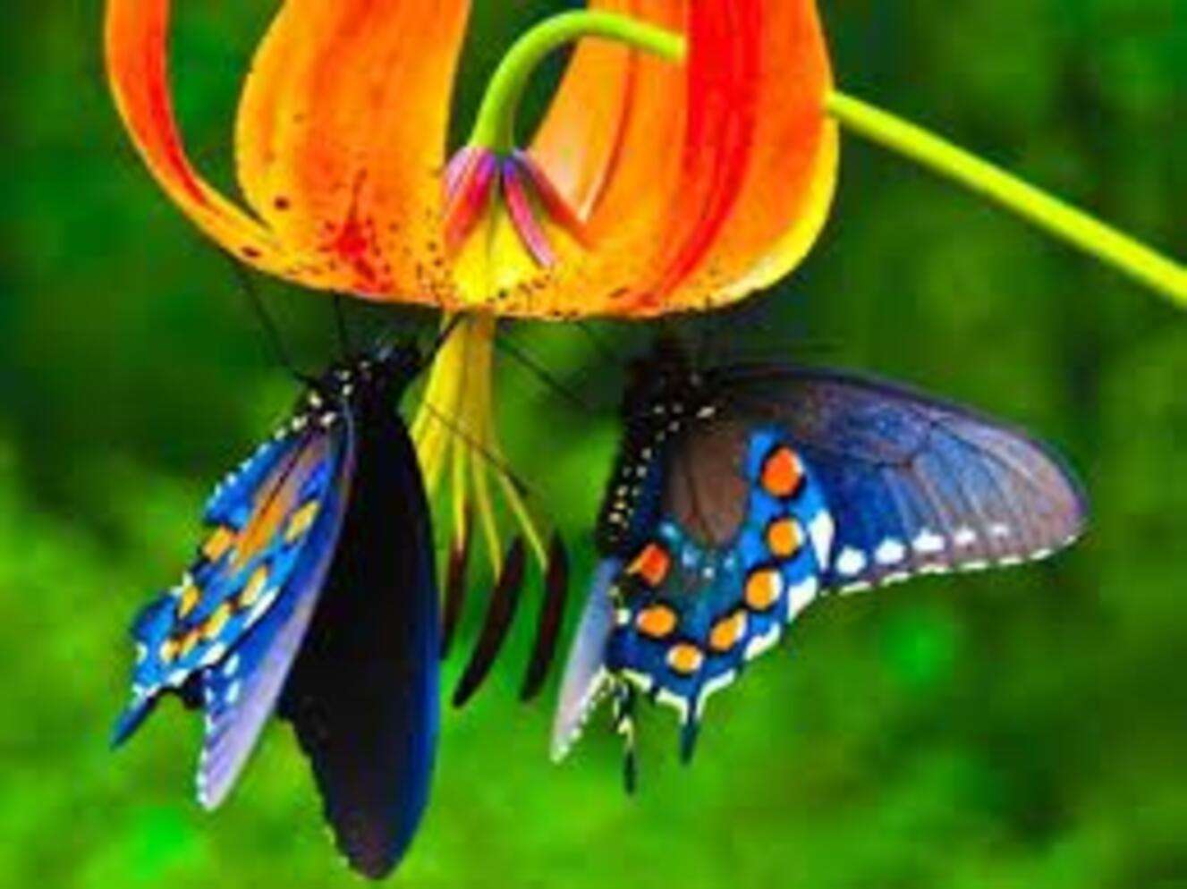 Coléoptère Lyoder et deux papillons bleus puzzle en ligne