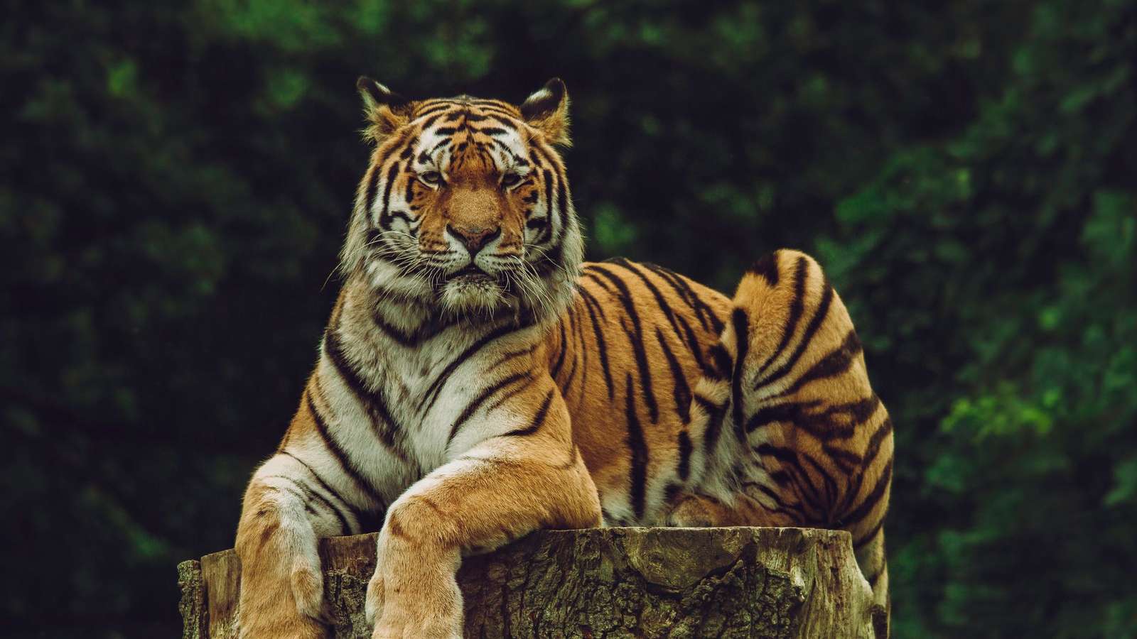 Amoer-tijger online puzzel
