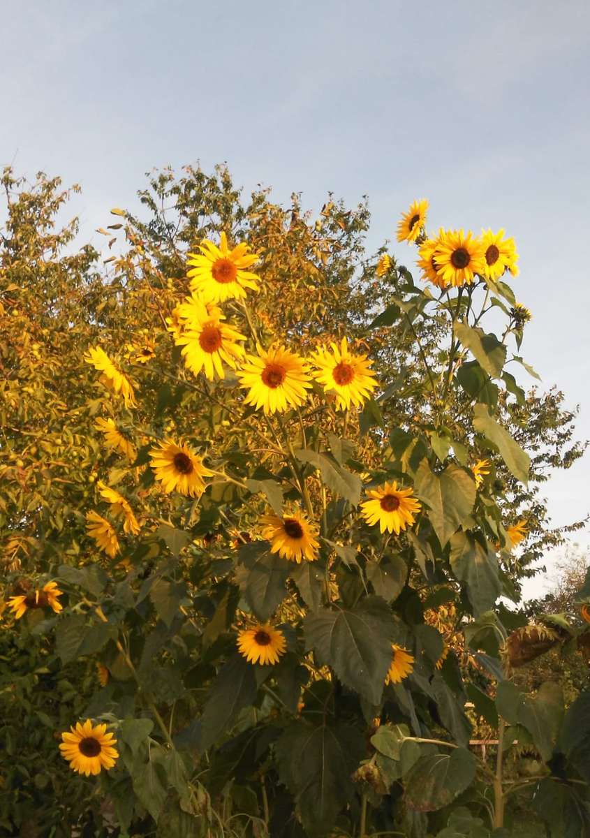 ornamental sunflowers online puzzle