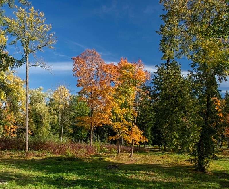Есента в гората онлайн пъзел