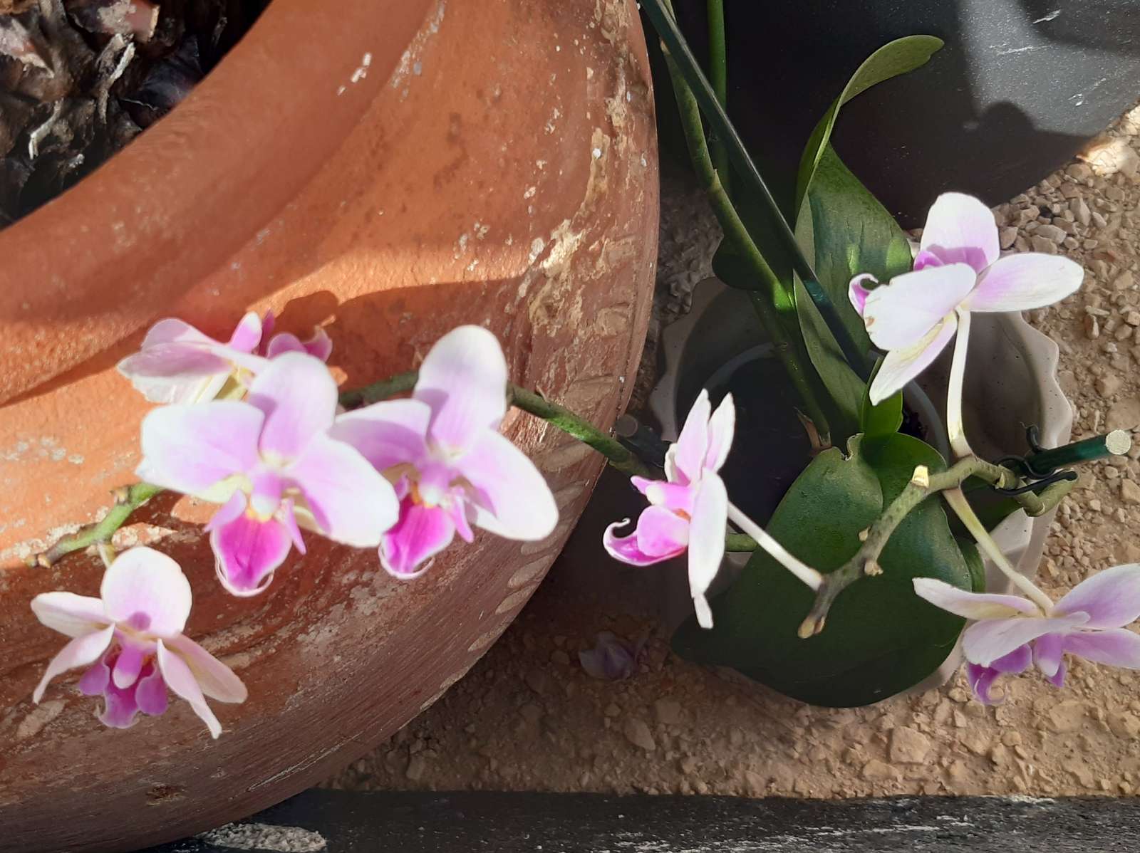 orchideeën en bloempot online puzzel