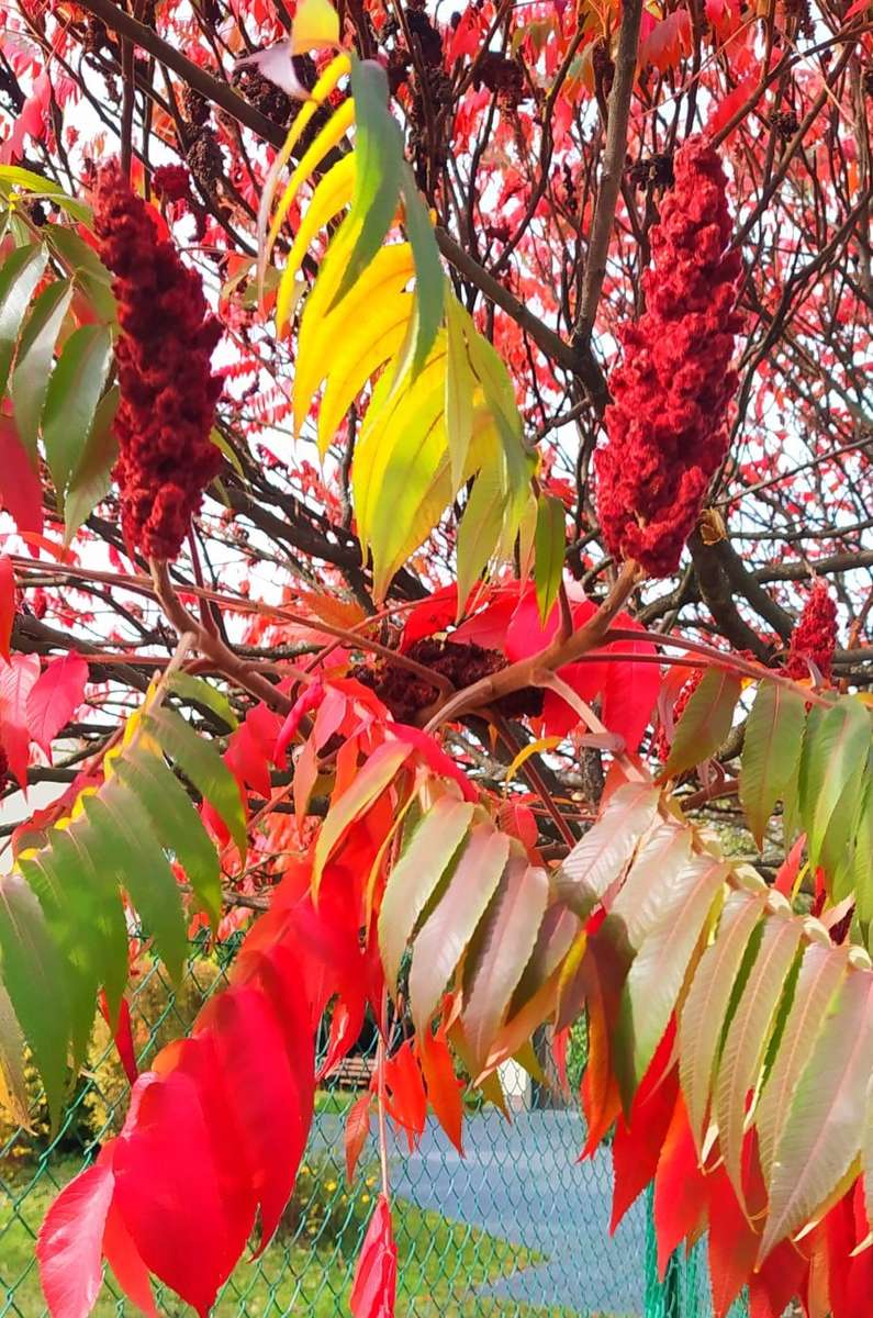 colorful autumn sumac online puzzle