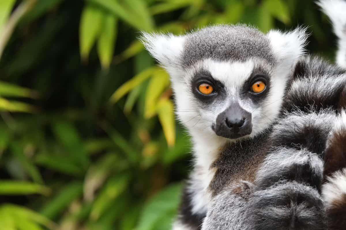 Lemur podle geografie online puzzle