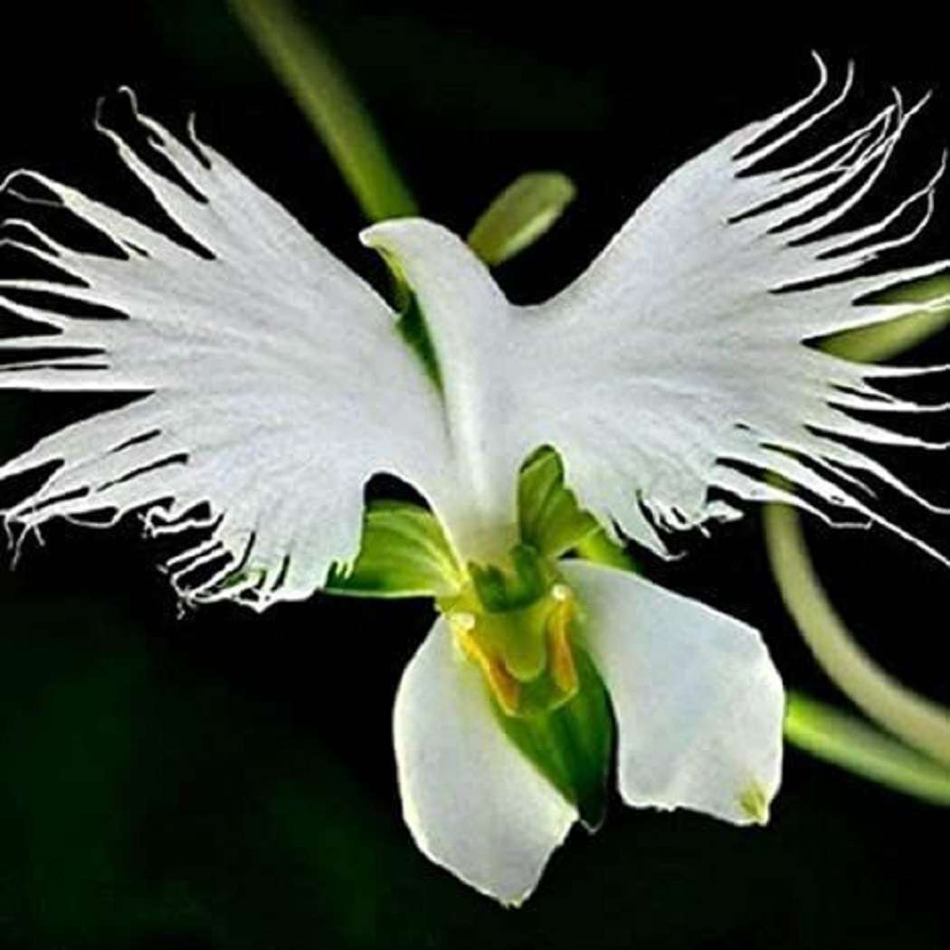 Orhideea stârc alb (Habenaria radiata) puzzle online