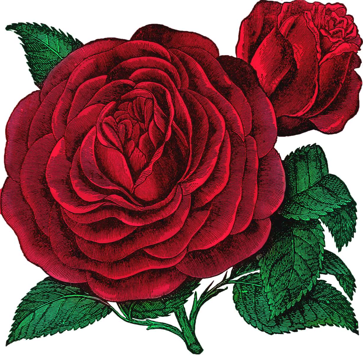 růže, kterou miluji nejvíc online puzzle