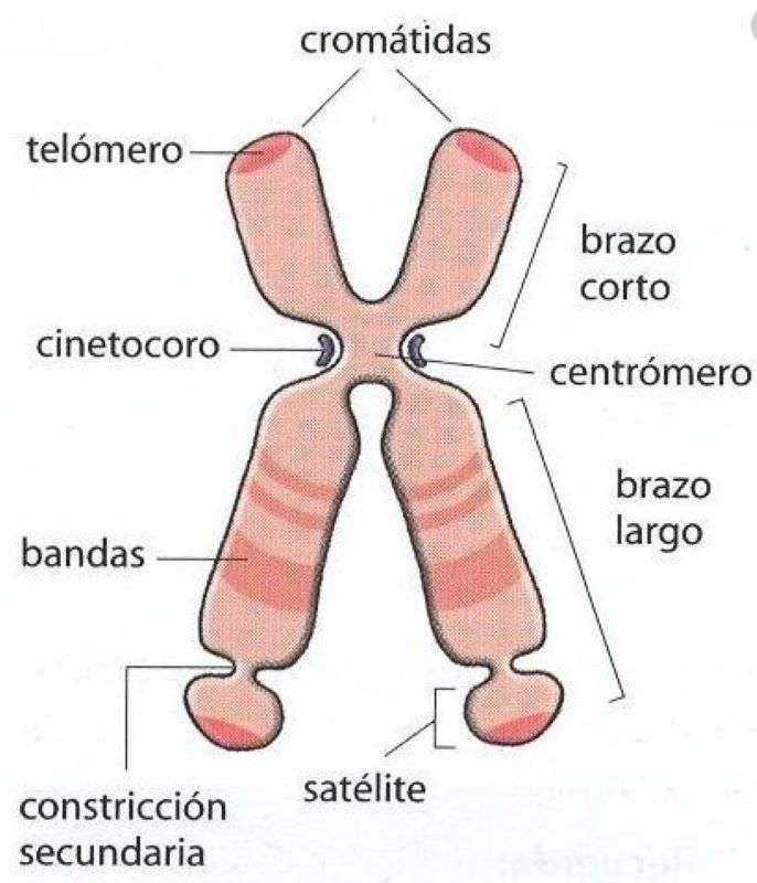 染色体の構造 オンラインパズル