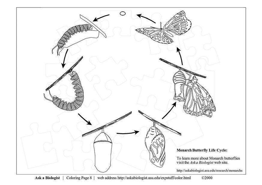 A LEPIDOPTERÁNOK VÉDELME kirakós online