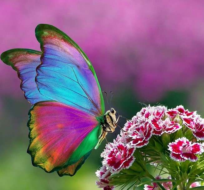 mariposa colorida rompecabezas en línea