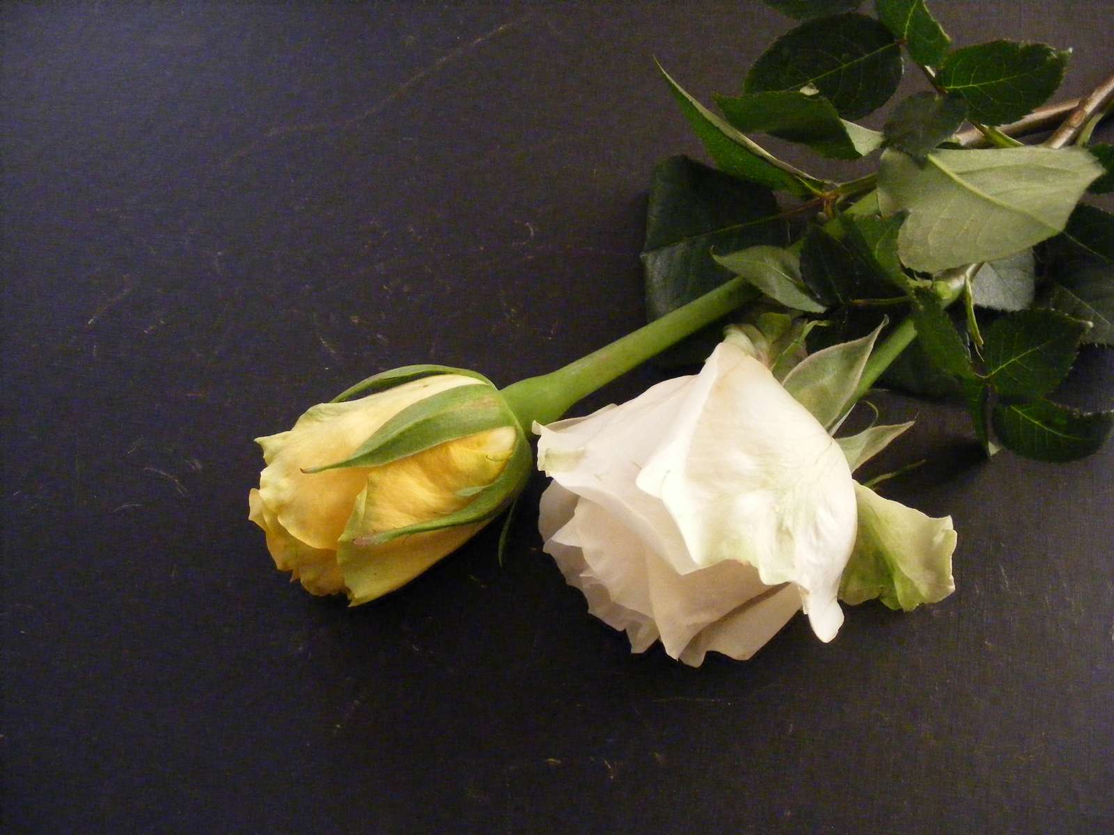 Krása s růžemi skládačky online