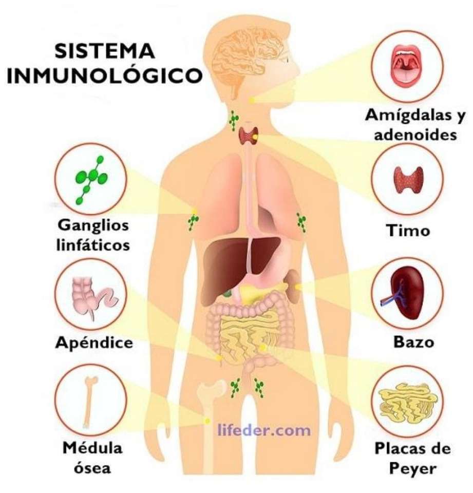 Quebra-cabeça do sistema imunológico puzzle online