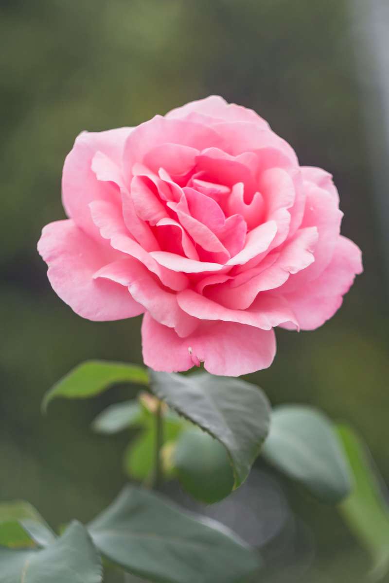 de mooiste roos in de tuin legpuzzel online