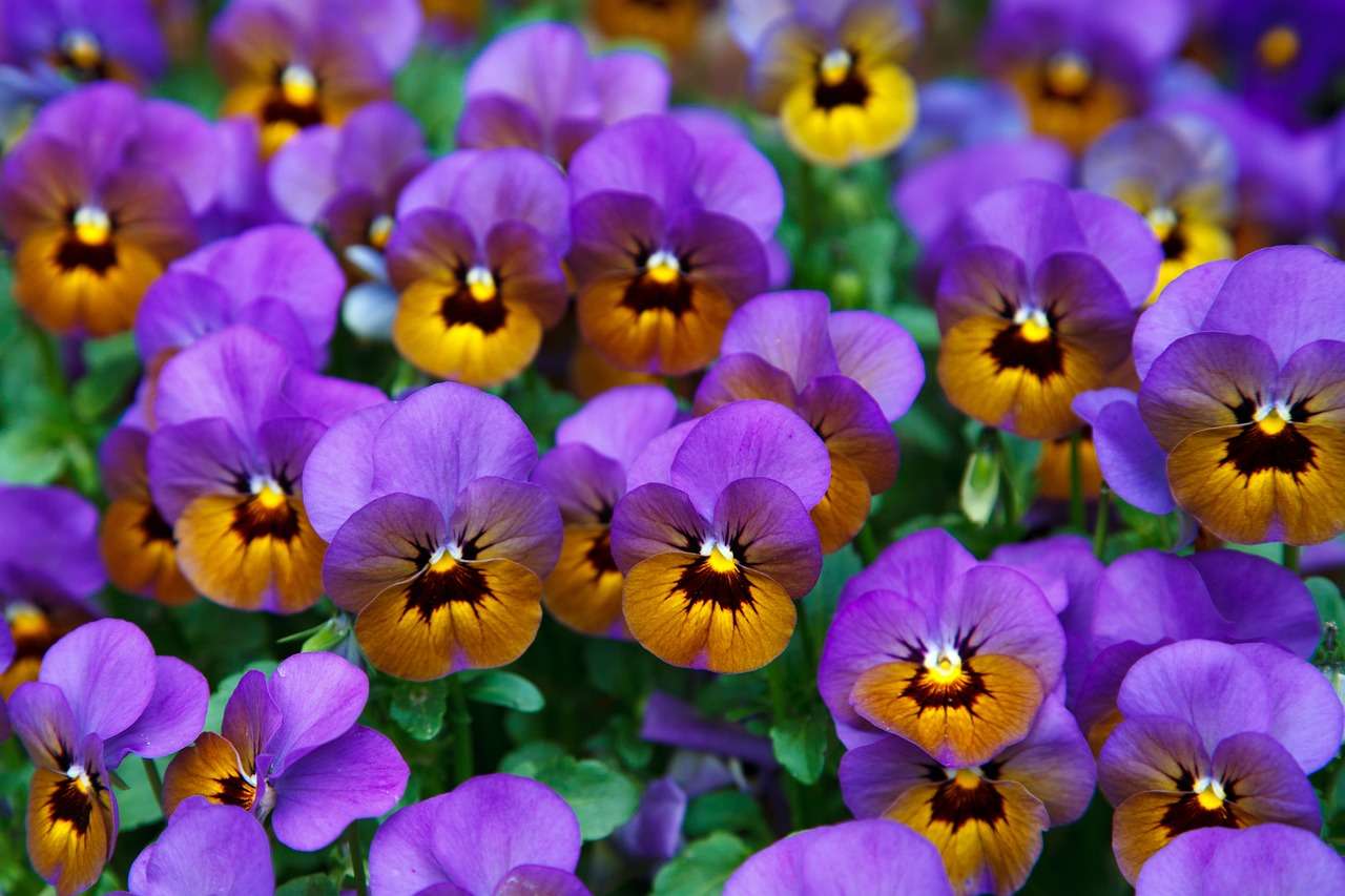 legszebb virágai online puzzle