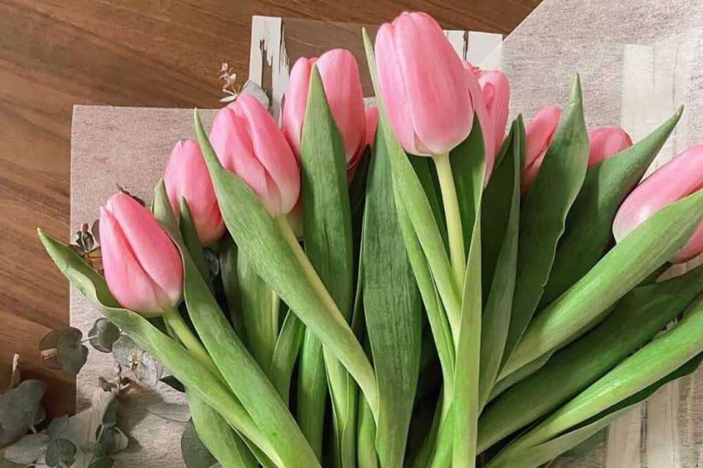 lindas tulipas quebra-cabeças online