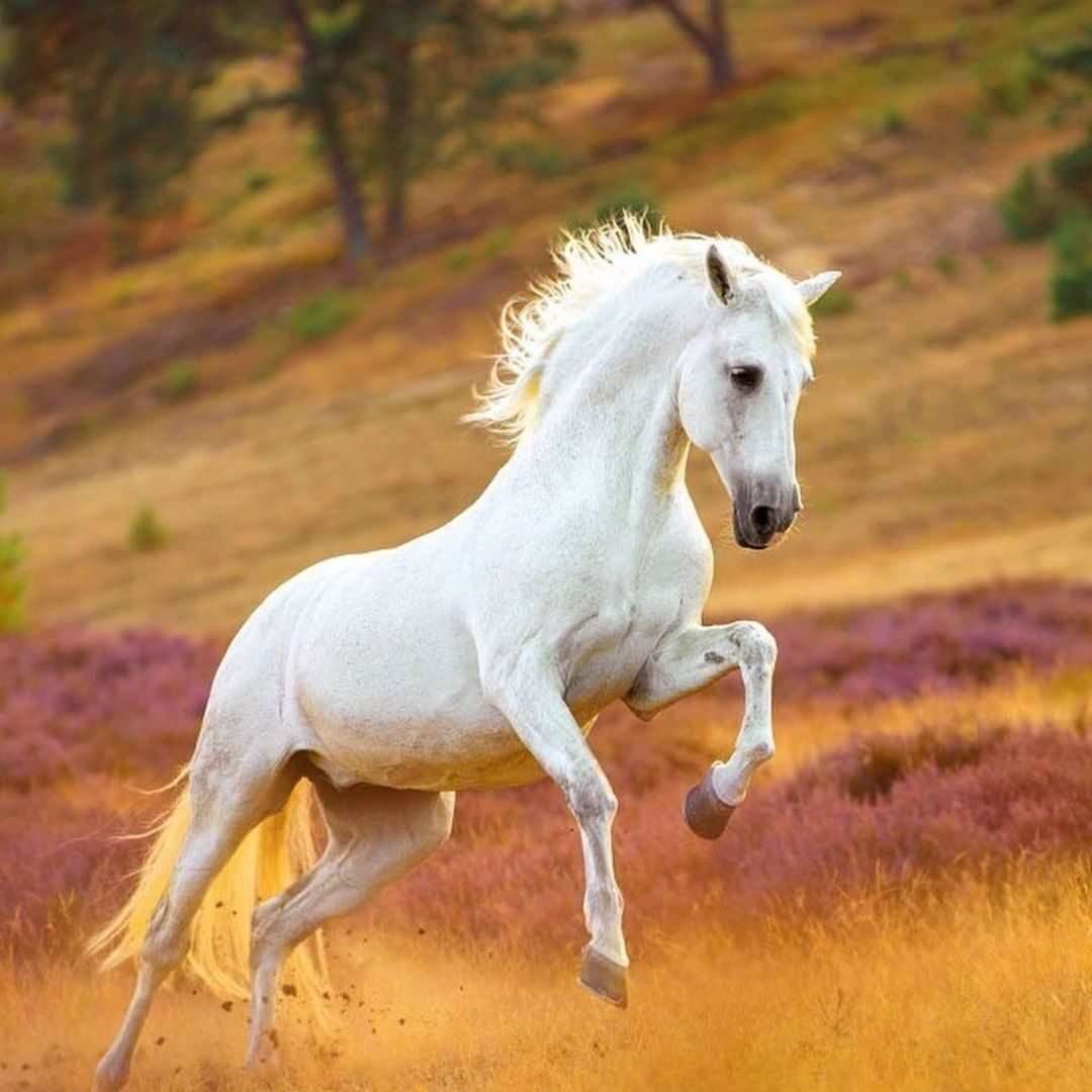 Λευκό άλογο στο λιβάδι online παζλ