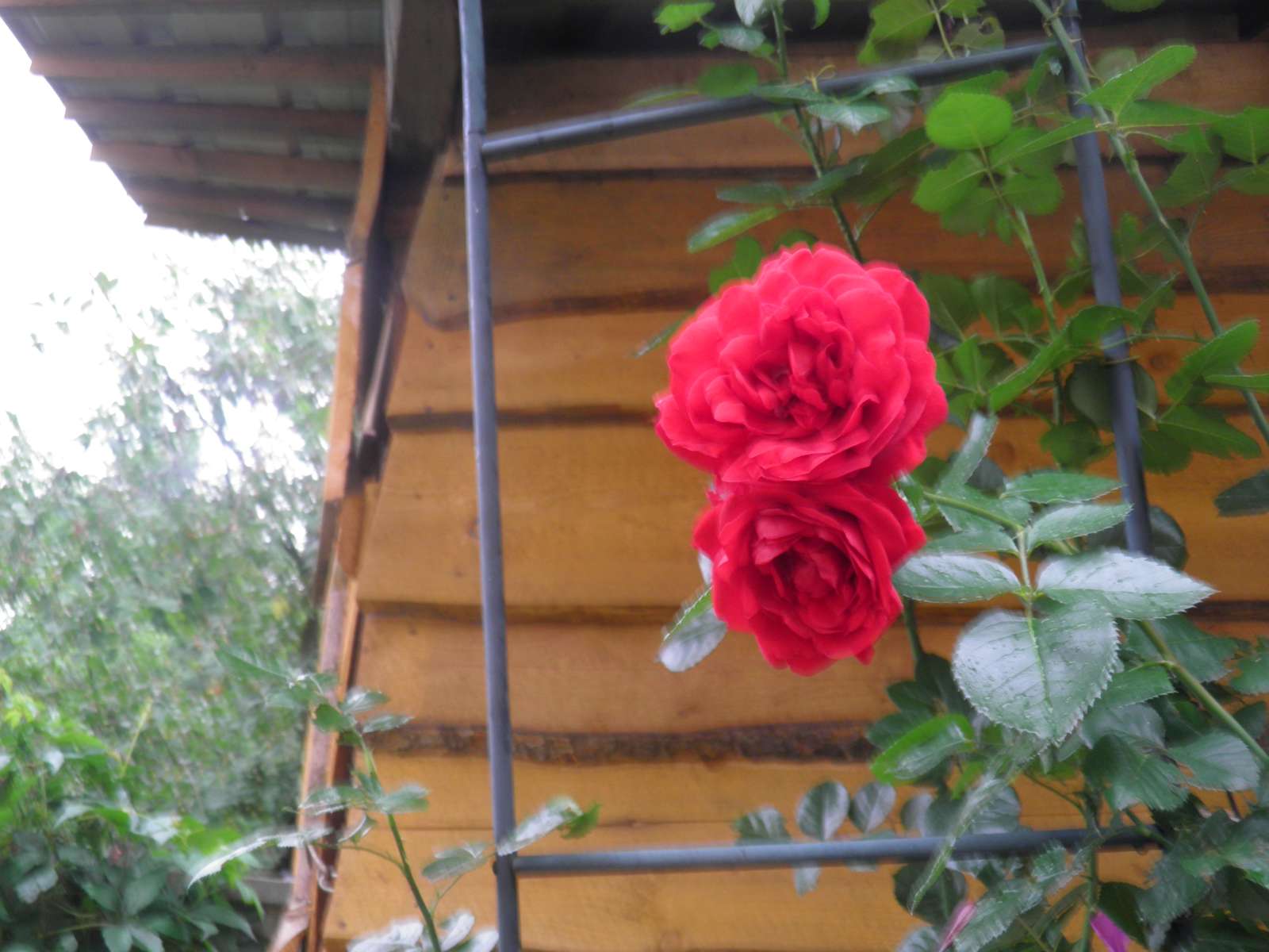 flori de trandafir puzzle online