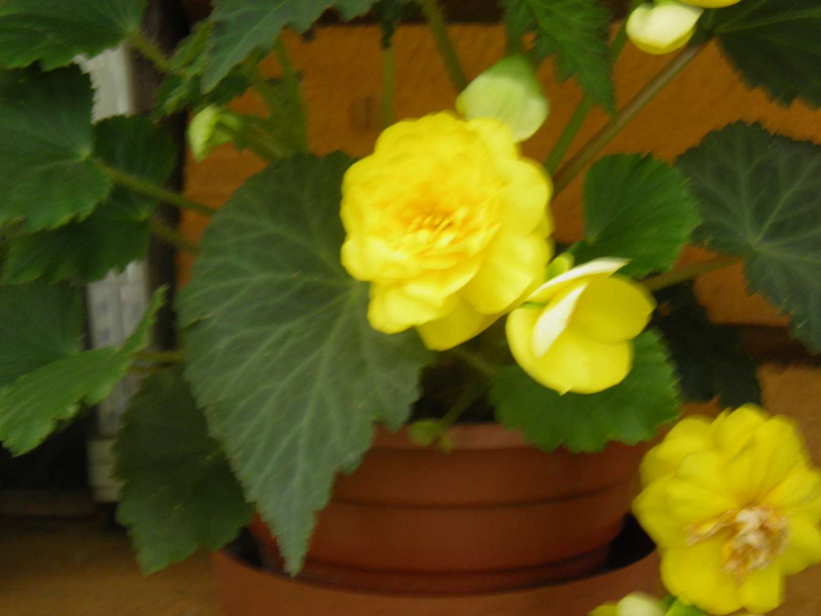 begonia in vaso puzzle online