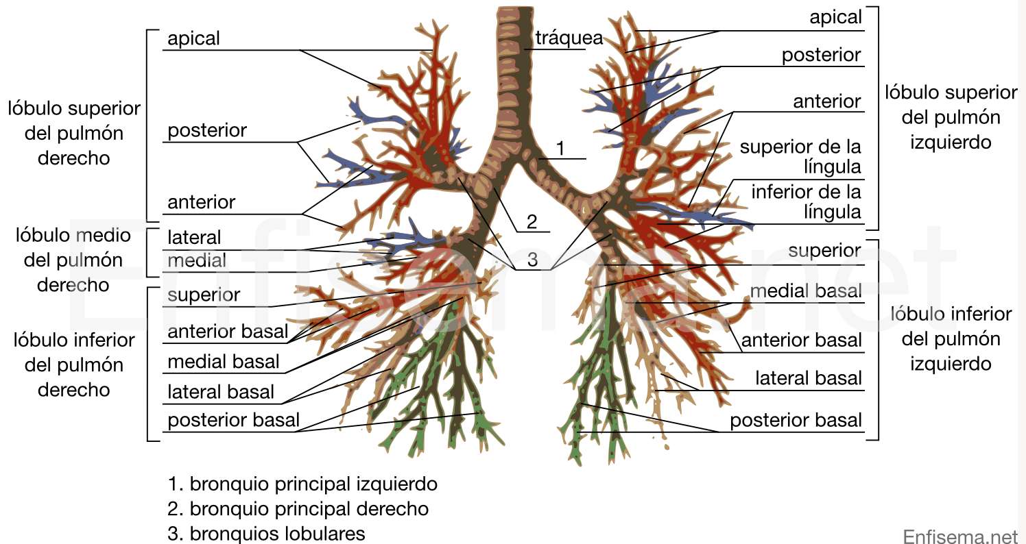 Lunglobuli Pussel online