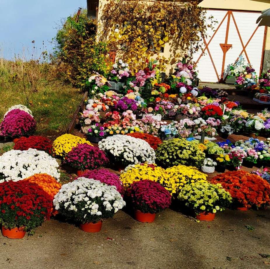 chrysanthemums in front of the gate online puzzle