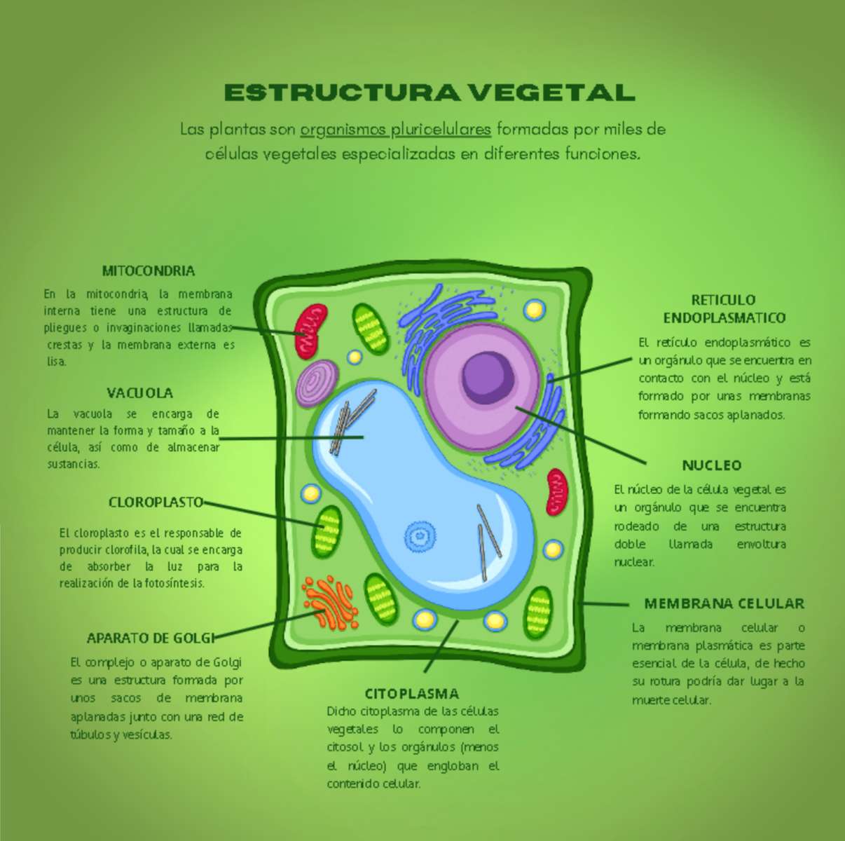 Rostlinná buňka online puzzle