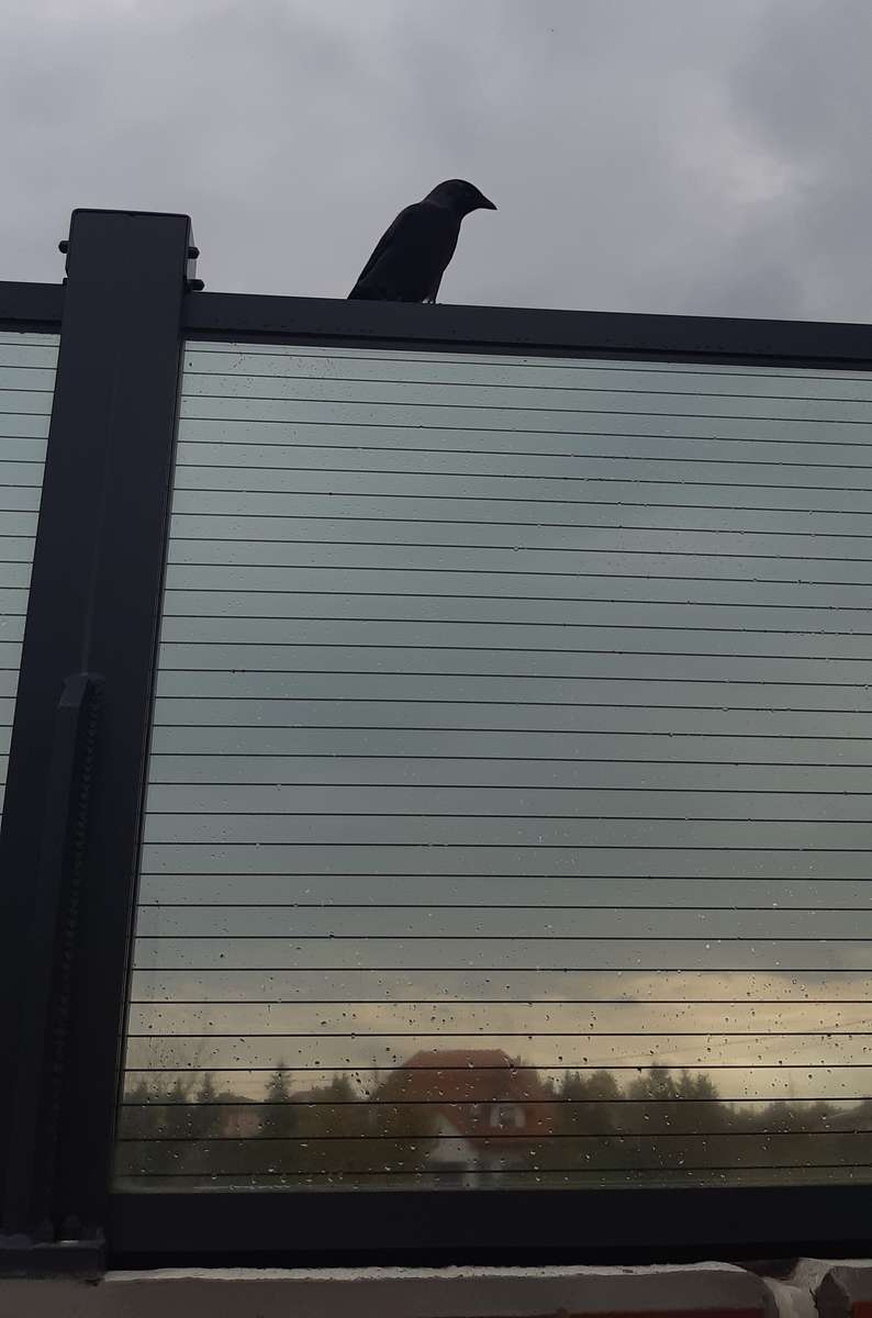 μαύρο πουλί στο φράχτη παζλ online