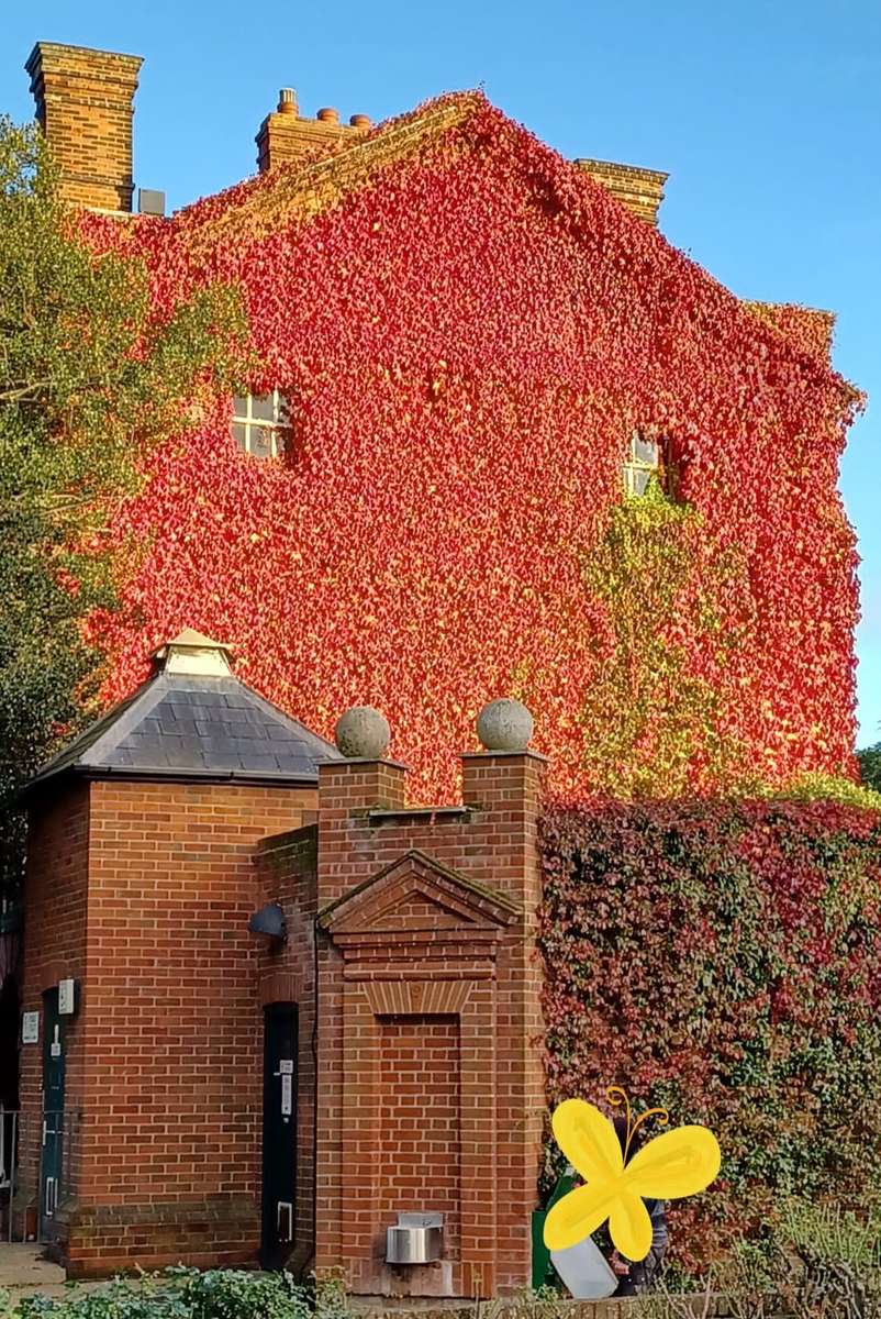 the house is all covered in ivy jigsaw puzzle online