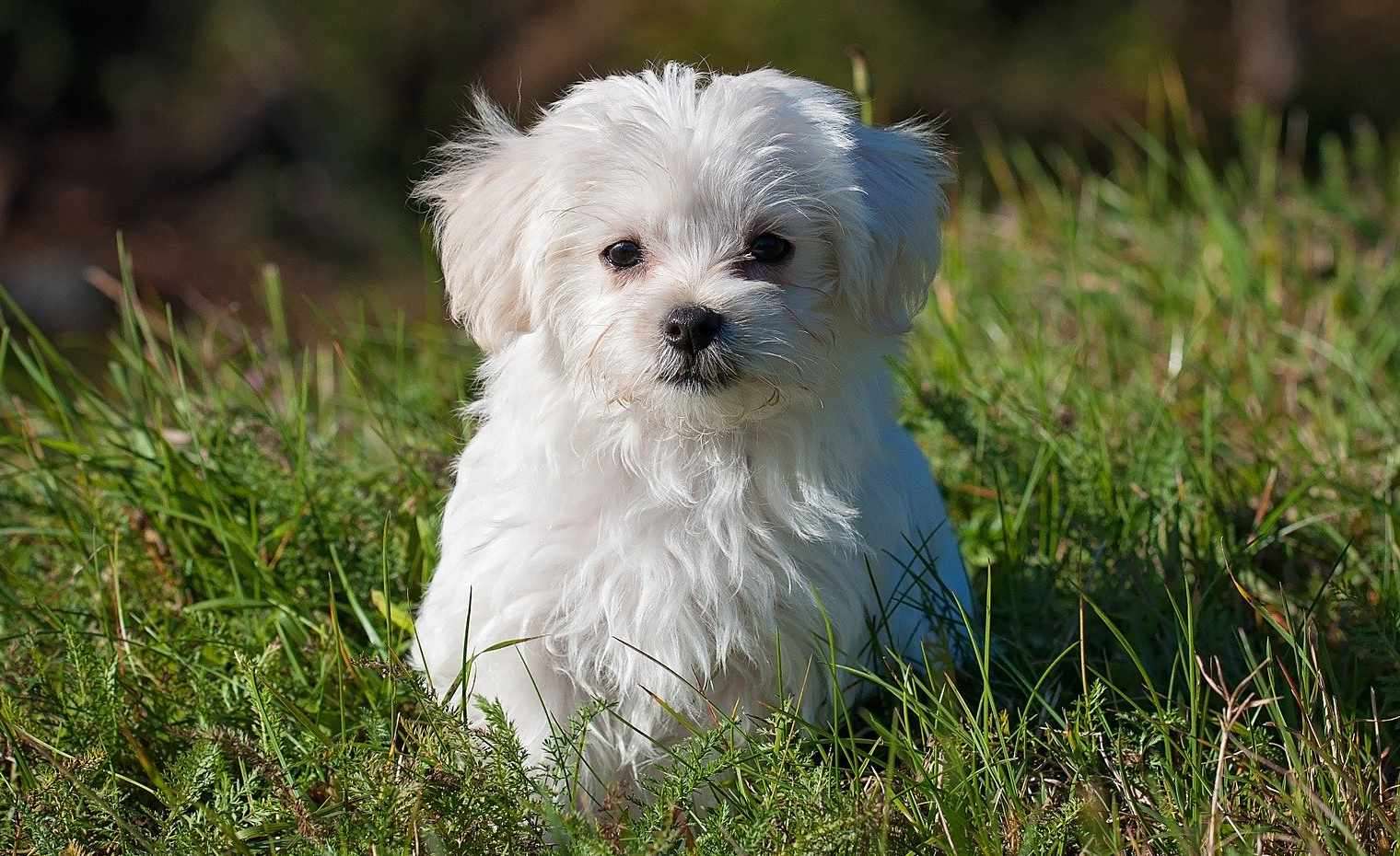 マルチーズ犬 ジグソーパズルオンライン