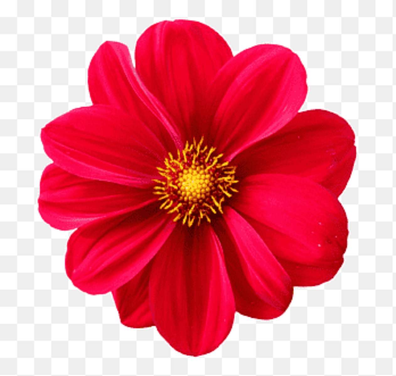 red daisy flower online puzzle