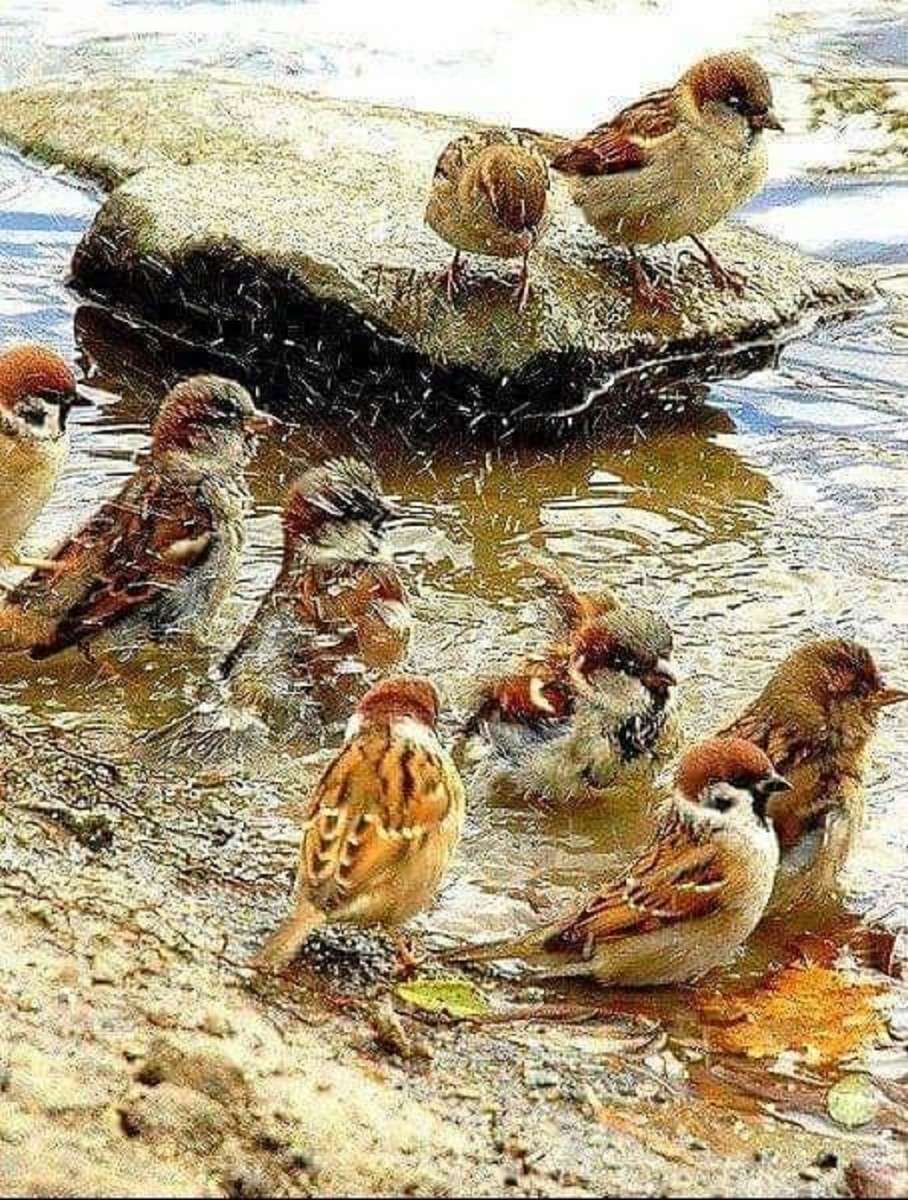 The sparrow bath jigsaw puzzle online