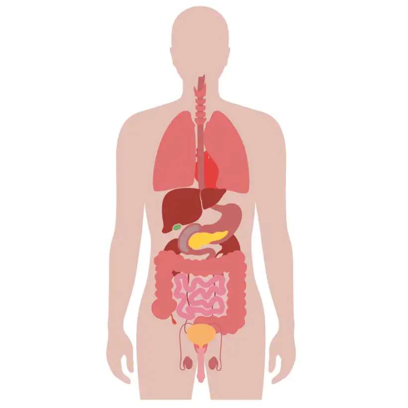 Cuerpo humano rompecabezas en línea