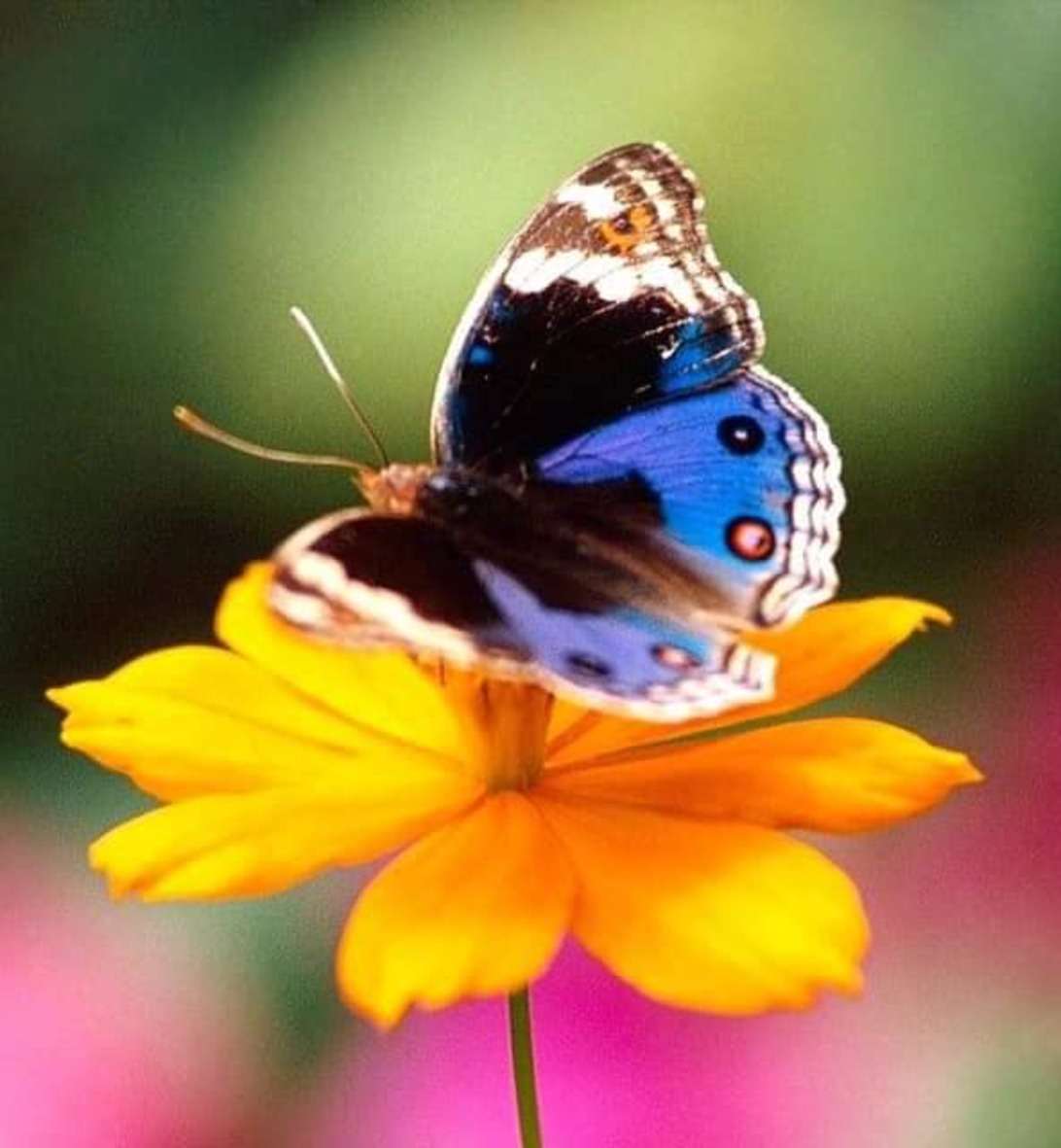 Lyoder skalbagge ljusblå brun fjäril på blomma pussel på nätet