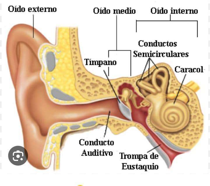 Partes del oído rompecabezas en línea