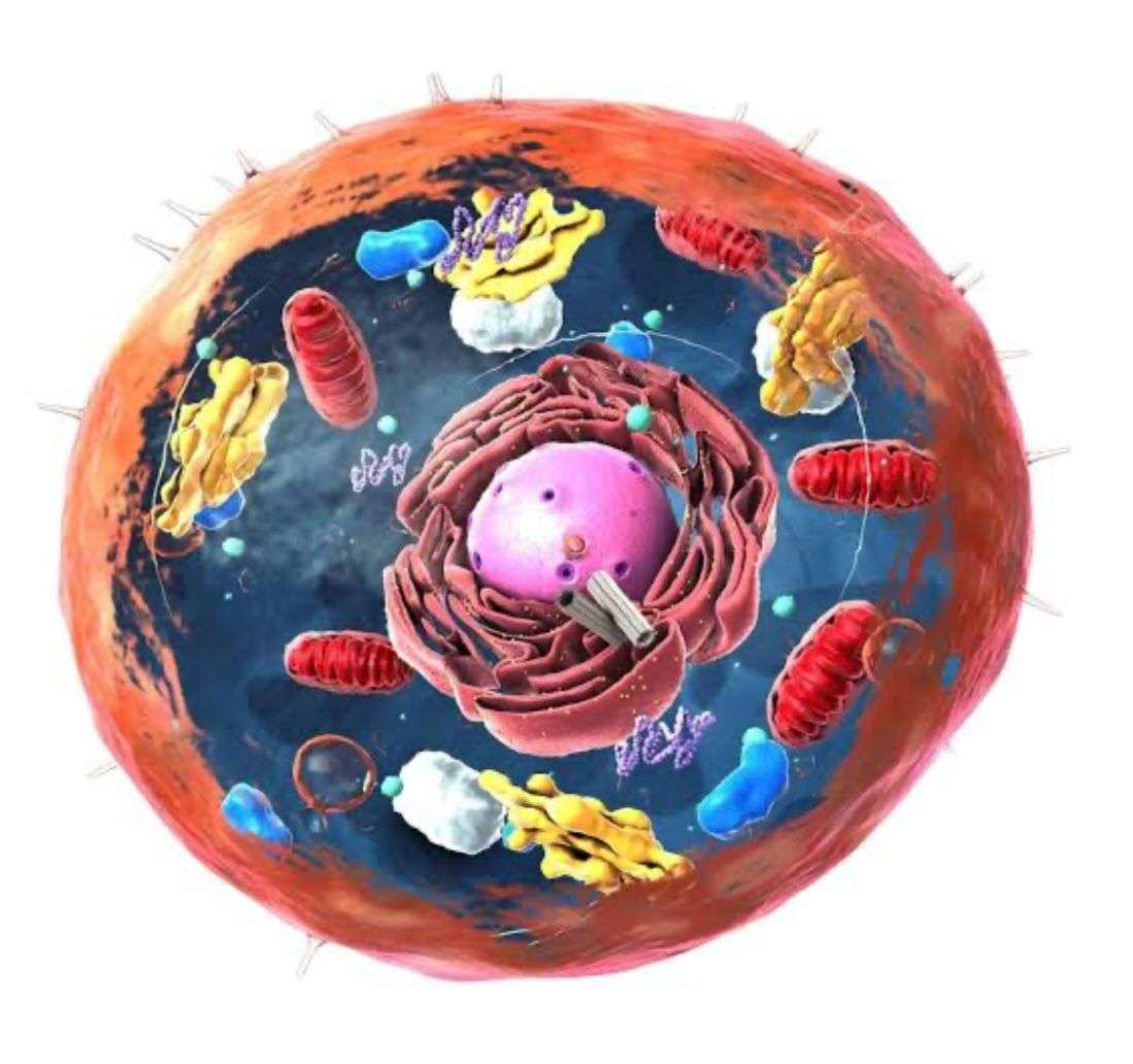 eukaryotická buňka skládačky online