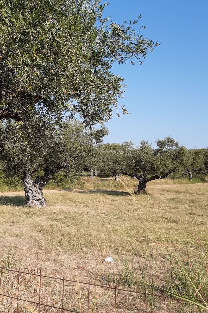 луг і оливкові дерева онлайн пазл