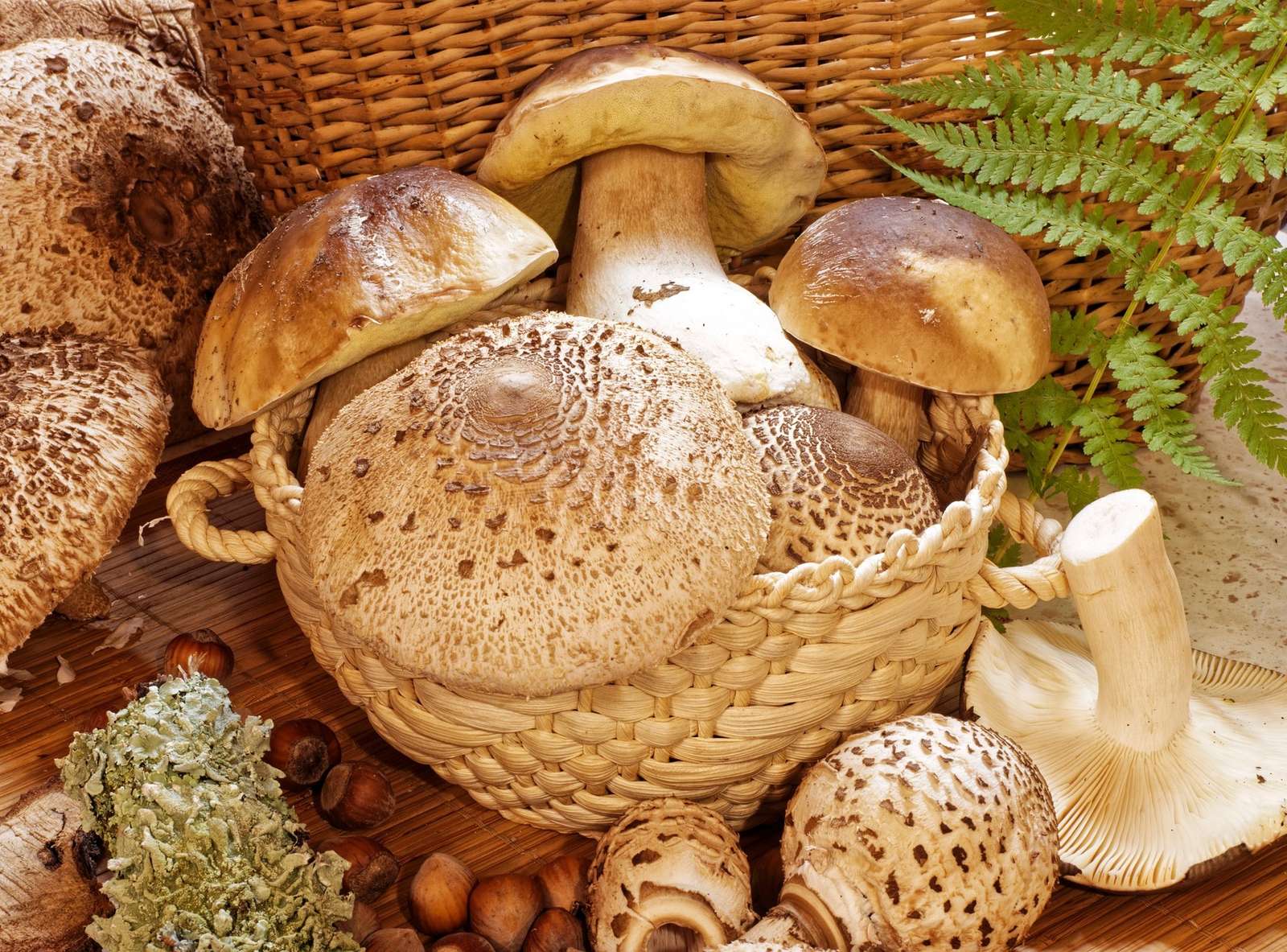 Cogumelos de vários tipos puzzle online