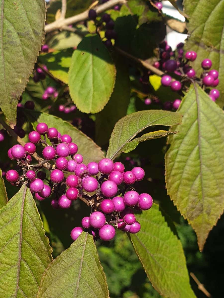 лилави плодове на храста онлайн пъзел