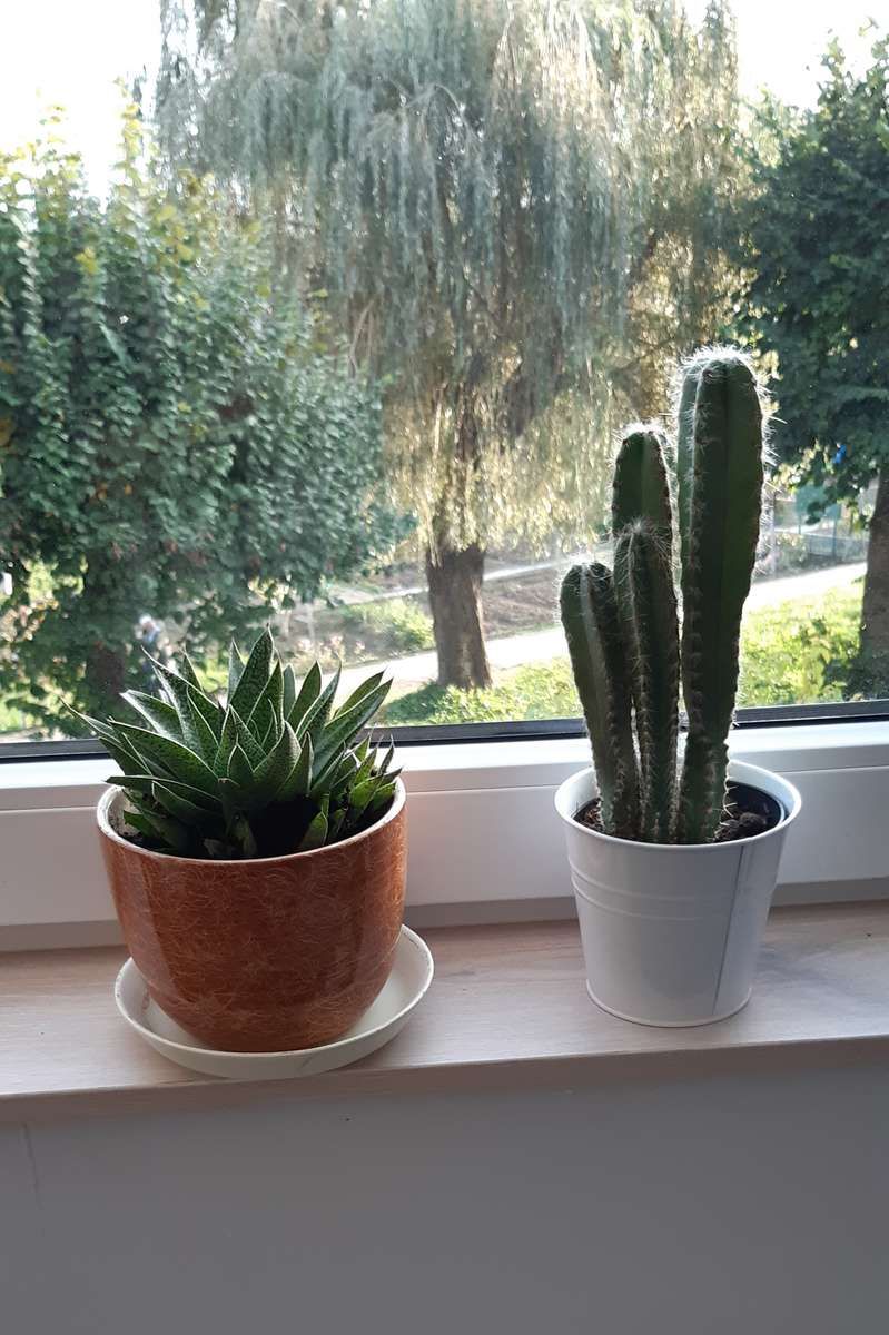 kaktuszok az ablakpárkányon kirakós online