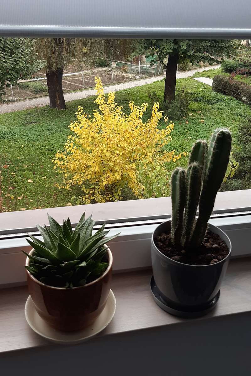 kaktusy v květináčích na okně online puzzle