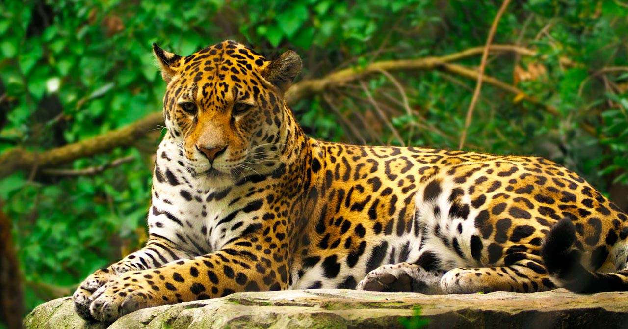 Ягуар (Panthera onca). онлайн пъзел