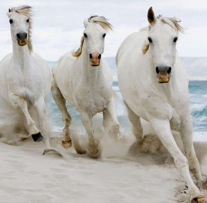 Cai albi galopând pe malul mării jigsaw puzzle online