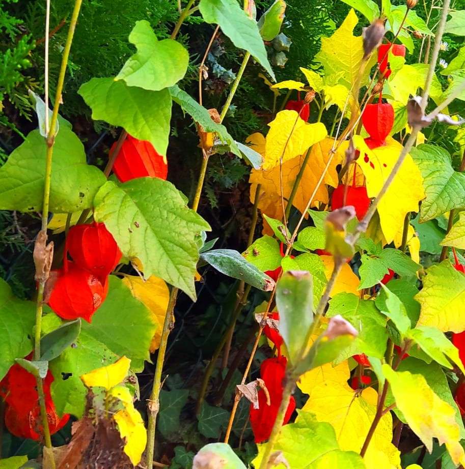різнокольорові листя і плоди онлайн пазл