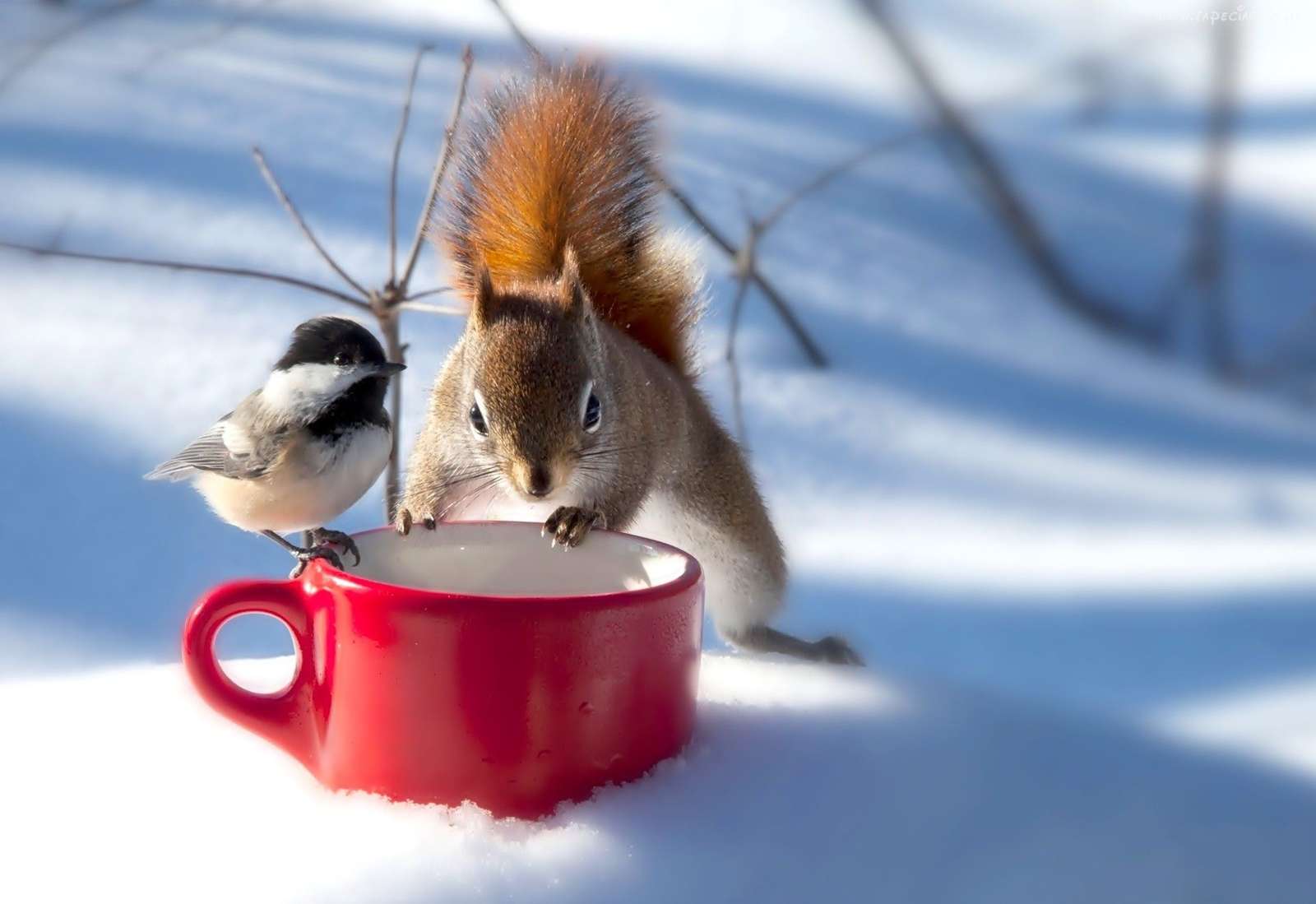 Winterfreundschaft zwischen einer Meise und einem Eichhörnchen Online-Puzzle