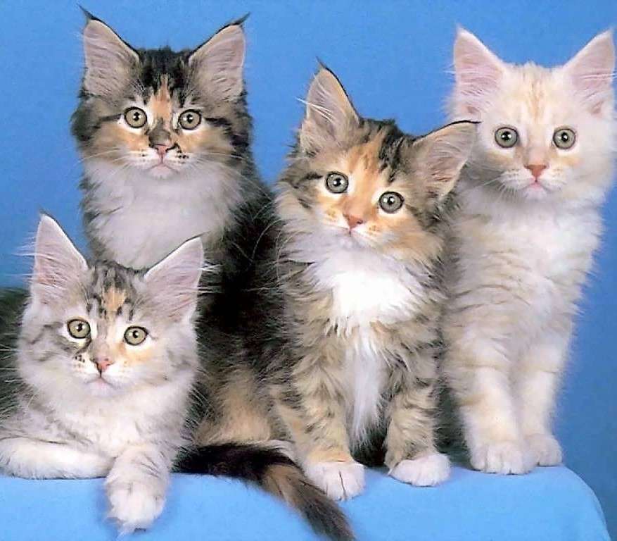 Hermosos gatitos mirando rompecabezas en línea