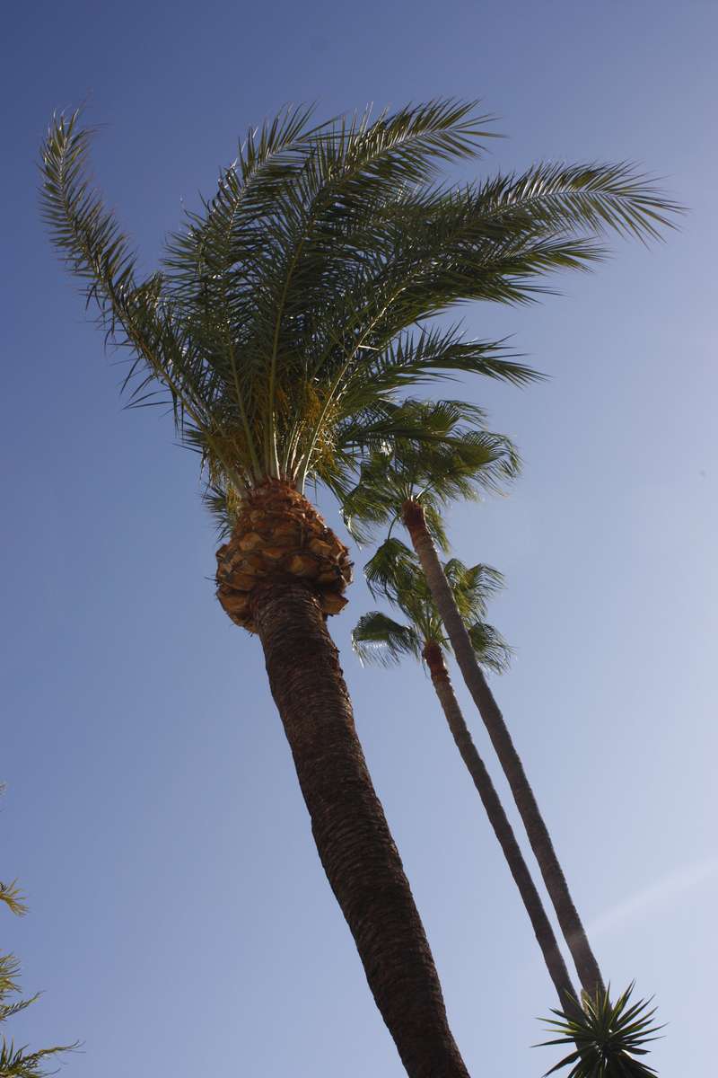 Palmbomen in de wind online puzzel