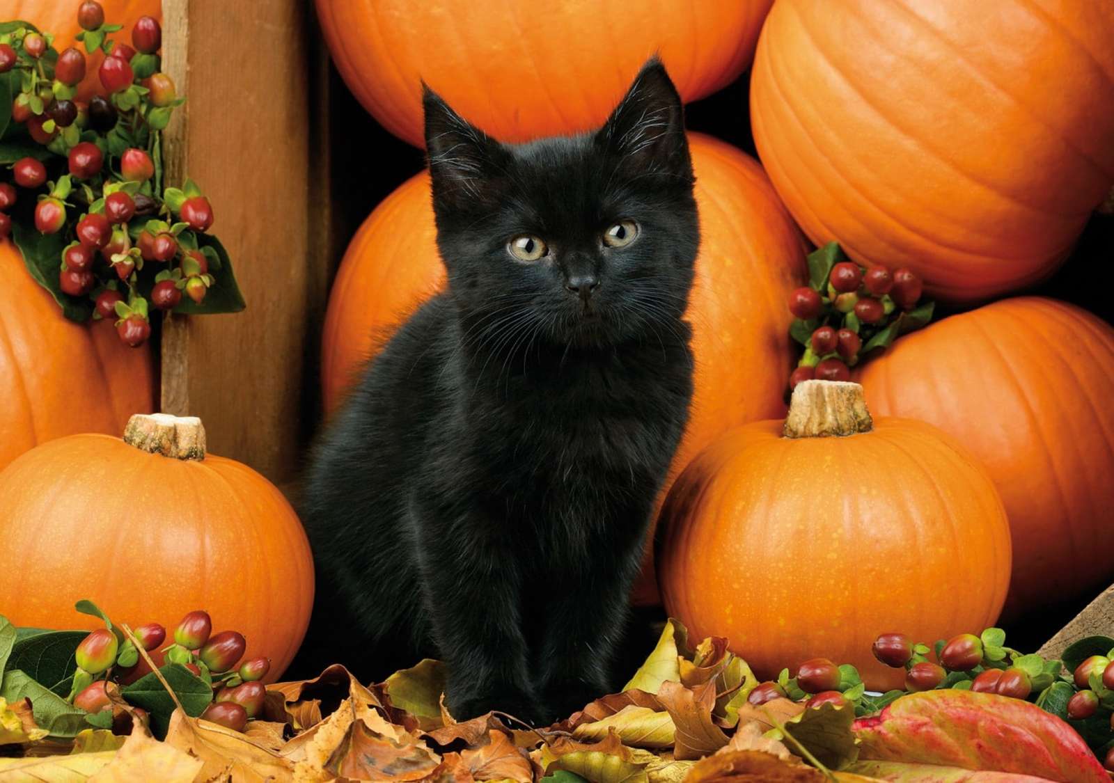 Черный котенок пазл онлайн