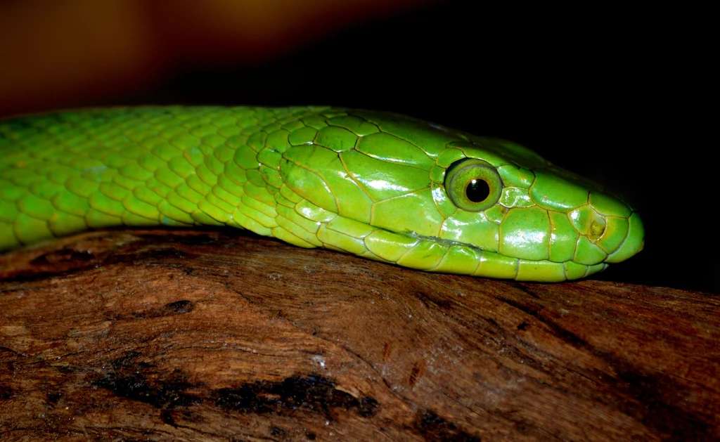 Gyönyörű zöld kígyó kirakós online