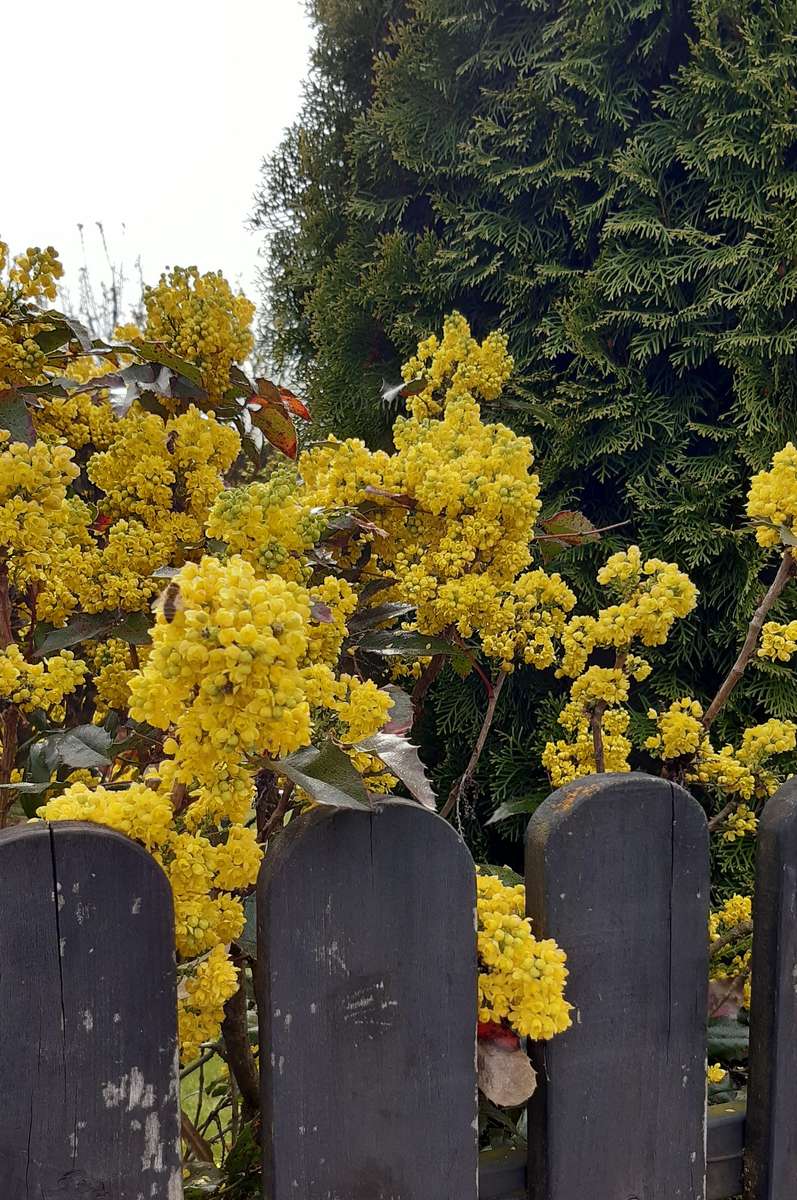 gelbe Blumen hinter dem Zaun Online-Puzzle