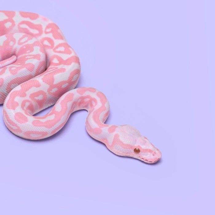 Ягодова млечна змия онлайн пъзел