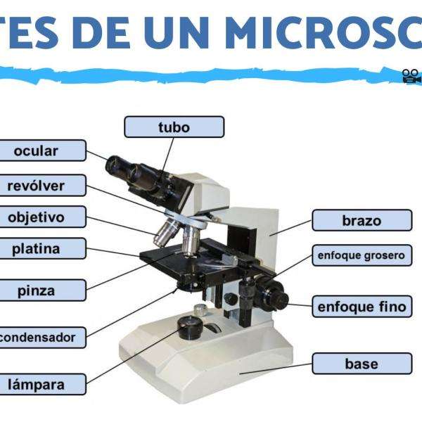 PARTI DEL MICROSCOPIO puzzle online